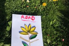 Adao-2