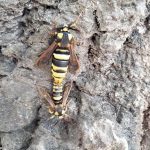 C‌M2  : Le coin nature de l’école