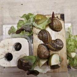 escargot-ms-gs-st-joseph-riantec-2026-5